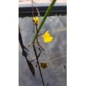 Utricularia vulgaris
