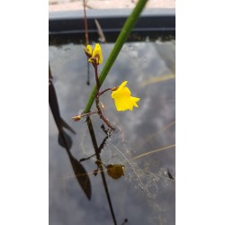 Utricularia vulgaris