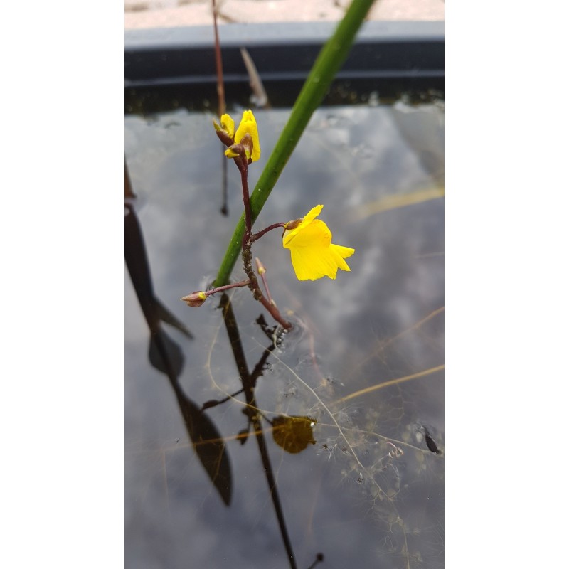 Utricularia vulgaris