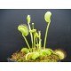 Dionaea 'filiformis verte'
