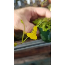 Utricularia involvens `Gunung Jerai, Malaysia, above 650 m