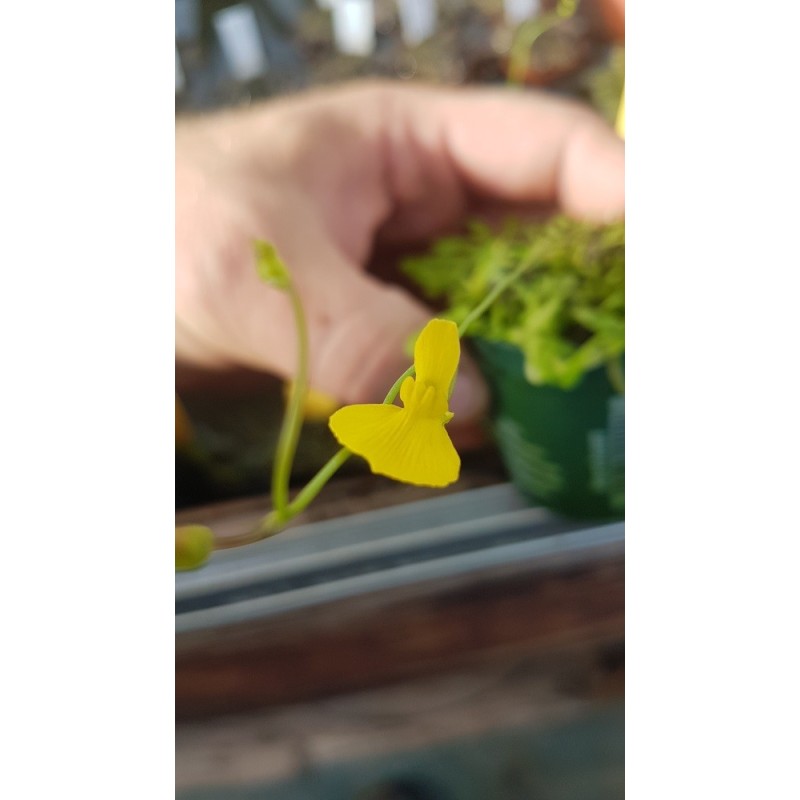 Utricularia involvens `Gunung Jerai, Malaysia, above 650 m