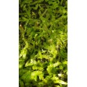 Utricularia involvens `Gunung Jerai, Malaysia, above 650 m
