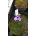 Utricularia biloba 'Moolooaba, Queensland, AU'