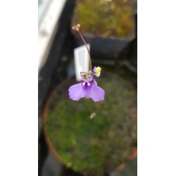 Utricularia biloba 'Moolooaba, Queensland, AU'