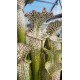 Sarracenia leucophylla 'helmut's delight'