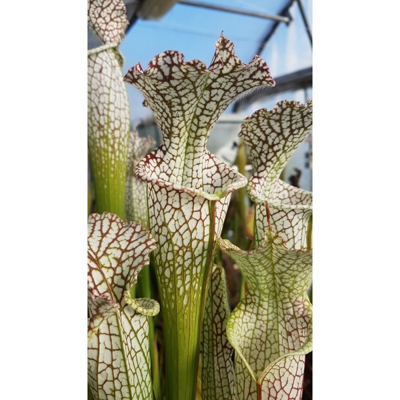 Sarracenia leucophylla 'helmut's delight'