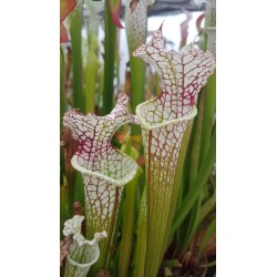 Sarracenia leucophylla 'red stripes throat'