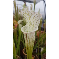 Sarracenia leucophylla 'alba'