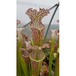 Sarracenia leucophylla 'tarnok'