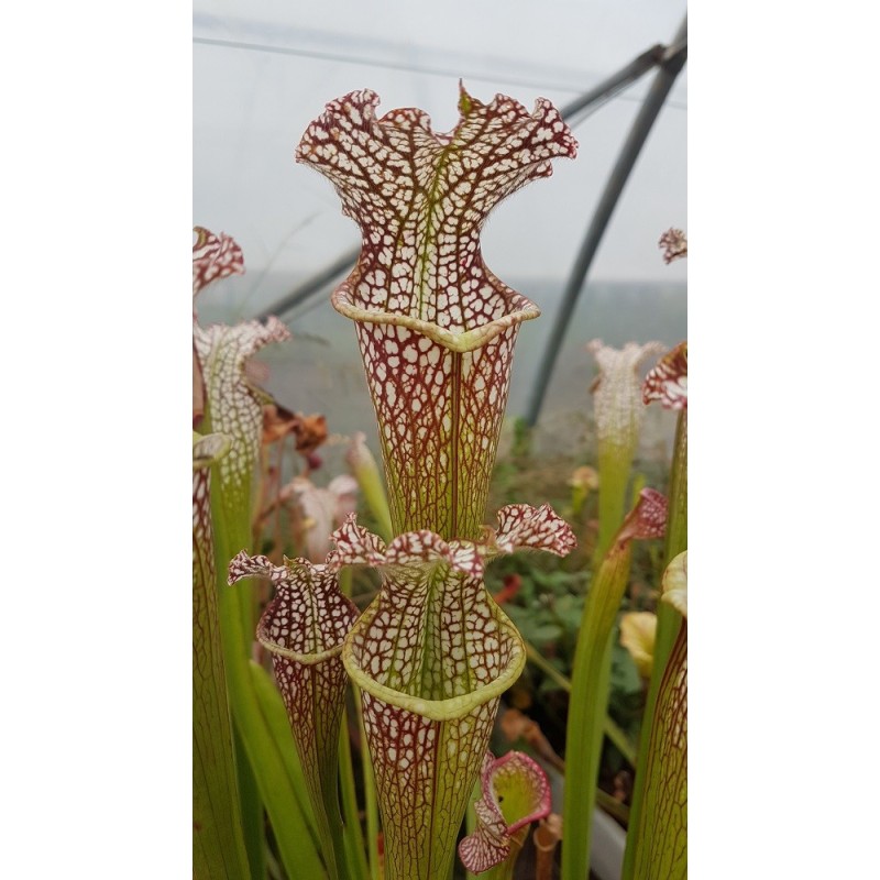 Sarracenia leucophylla 'tarnok'