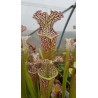 Sarracenia leucophylla 'tarnok'