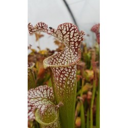 Sarracenia leucophylla 'tarnok'