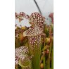 Sarracenia leucophylla 'tarnok'