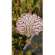 Sarracenia leucophylla 'tarnok'