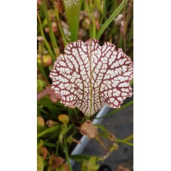 Sarracenia leucophylla 'tarnok'