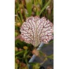 Sarracenia leucophylla 'tarnok'