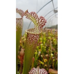 Sarracenia leucophylla 'tarnok'