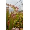 Sarracenia leucophylla 'tarnok'