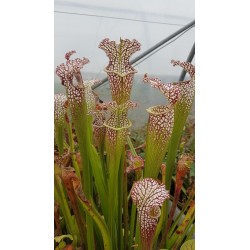 Sarracenia leucophylla 'tarnok'