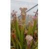 Sarracenia leucophylla 'tarnok'