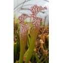 Sarracenia leucophylla 'red neck'