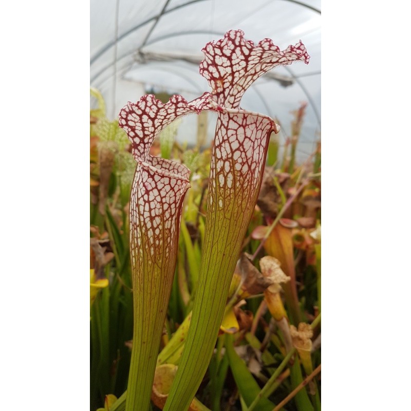 Sarracenia leucophylla 'red neck'