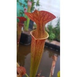 Sarracenia x orange fire