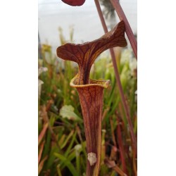Sarracenia flava var. cuprea - copper top