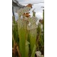 Sarracenia leucophylla 'large pitchers, nice colouration 3'