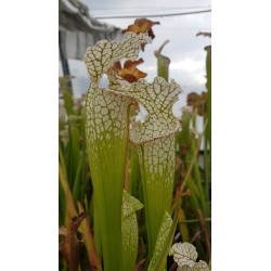 Sarracenia leucophylla 'large pitchers, nice colouration 3'