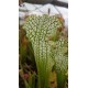 Sarracenia leucophylla 'green, Milton, Florida'