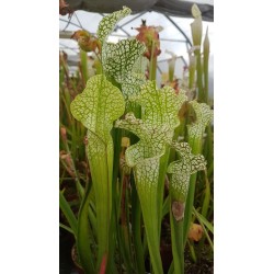 Sarracenia leucophylla 'green, Milton, Florida'