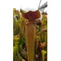 Sarracenia alata 'red lid'