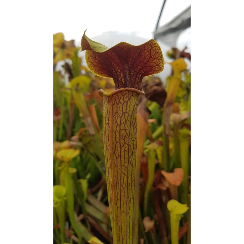 Sarracenia alata 'red lid'