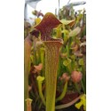 Sarracenia alata 'red lid'