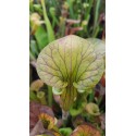 Sarracenia flava var. cuprea 'small form'