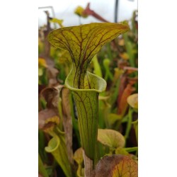 Sarracenia flava var. cuprea 'small form'