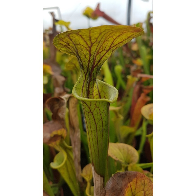 Sarracenia flava var. cuprea 'small form'