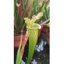 Sarracenia leucophylla \'jaune\'