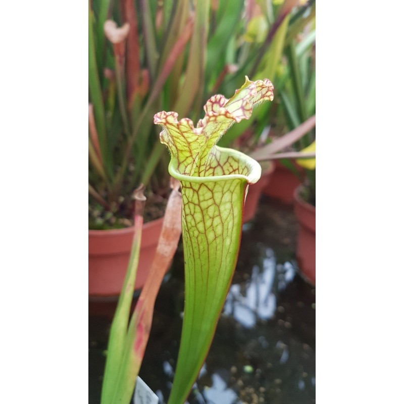 Sarracenia leucophylla 'jaune'