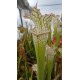 Sarracenia leucophylla 'pubescent'
