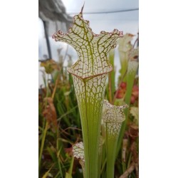 Sarracenia leucophylla 'pubescent'