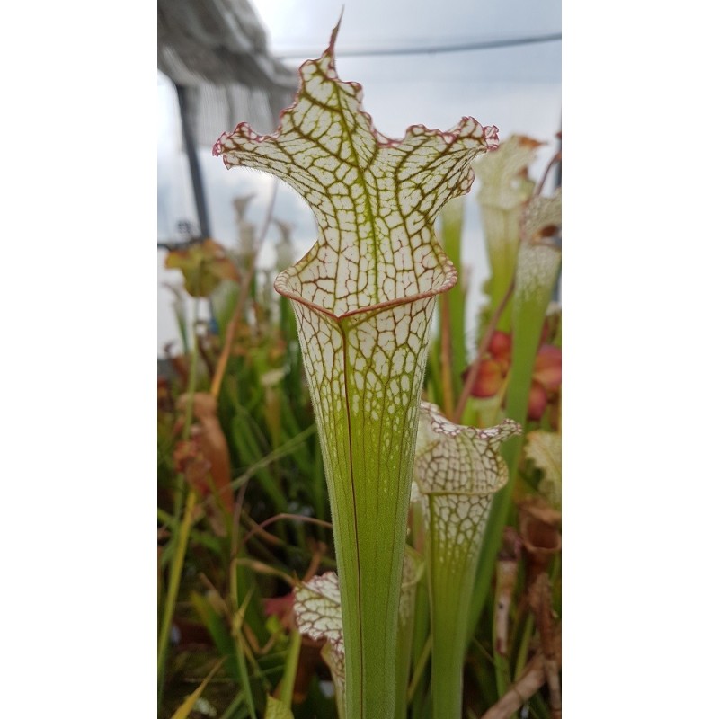 Sarracenia leucophylla 'pubescent'