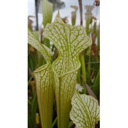 Sarracenia leucophylla 'Mobile Aras, Alabama'