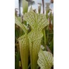 Sarracenia leucophylla 'Mobile Aras, Alabama'