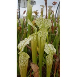 Sarracenia leucophylla 'Mobile Aras, Alabama'