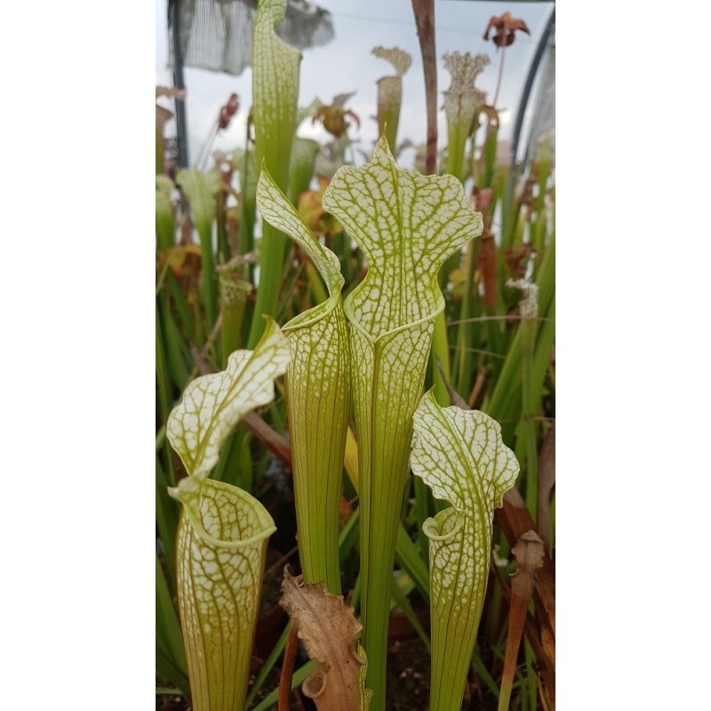 Sarracenia leucophylla 'Mobile Aras, Alabama'