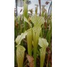 Sarracenia leucophylla 'Mobile Aras, Alabama'