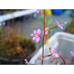 Stylidium debile